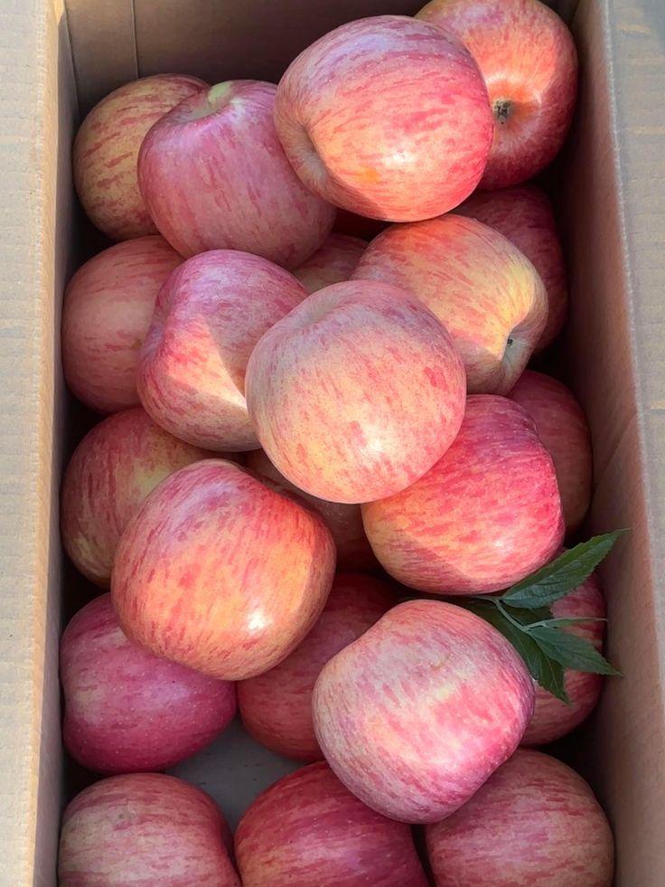 Harvest Medley: Fresh Bounty Selection